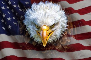 Kızgın bir Kuzey Amerika kel kartal Amerikan bayrağı