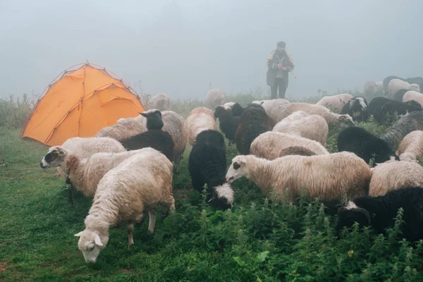 Flock hajók közelében tourist camp-ködös hegyek — Stock Fotó