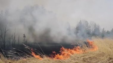 Orman yakınlarındaki tarım arazisindeki orman yangını