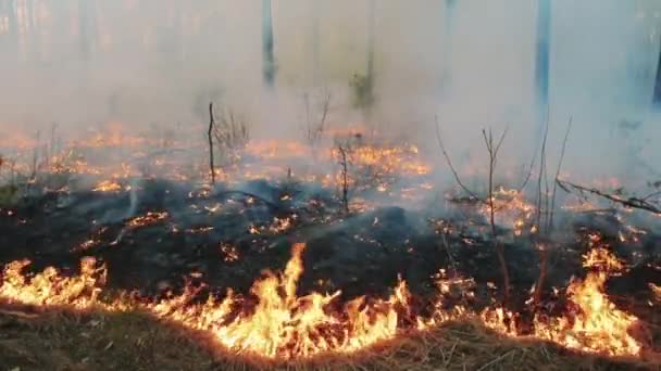 Nagy erdő tűz és füst felhők fenyő áll — Stock videók