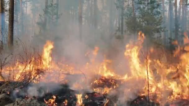 Stor skogsbrand och rök moln i furu står — Stockvideo