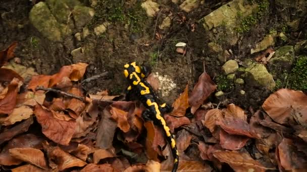 Salamander i skogen — Stockvideo