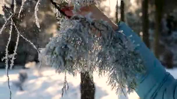 Schneeflocken vom Kiefernzweig schütteln bei Sonnenuntergang — Stockvideo