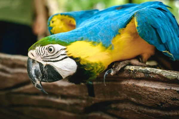 Close up of macaw parrots on the tree branch