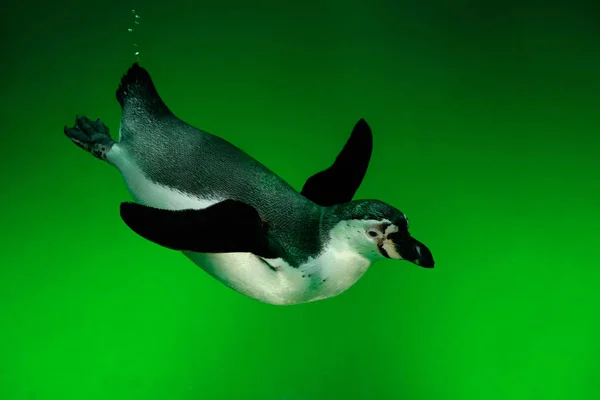 Penguin swimming under water — Stock Photo, Image