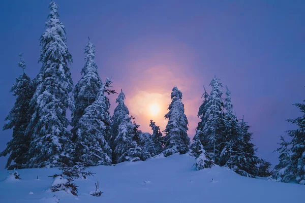 Gökyüzü aya ile gece kar ile kaplı kış orman — Stok fotoğraf