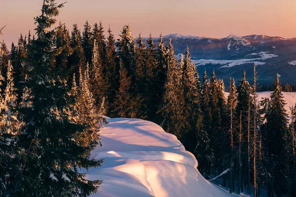 Çam ağaçları kar dağlarda güneş doğarken/EC — Stok fotoğraf