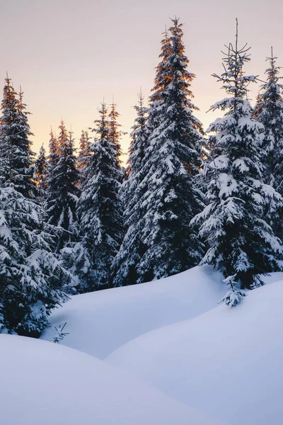 Floresta mágica de inverno coberta ao pôr do sol — Fotografia de Stock