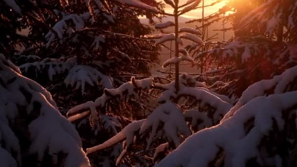 Zauberhafter Winterwald, der bei Sonnenuntergang mit Schnee bedeckt ist — Stockvideo