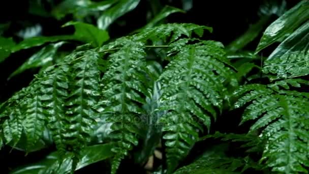 Green leaves in tropical forest — Stock Video