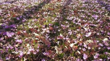 Mor bahar çiçekleri ormanın içinde halı