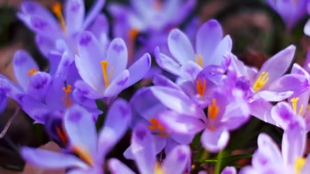 Teppich aus lila Frühlingsblumen im Wald — Stockvideo
