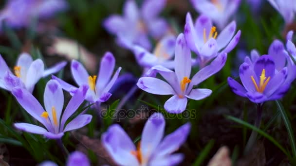 Alfombra de flores de primavera púrpura en el bosque — Vídeos de Stock