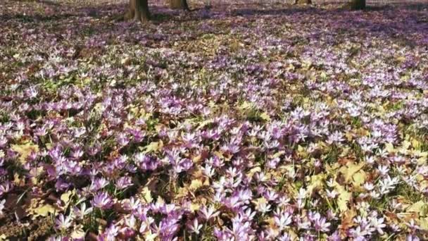 Teppich aus lila Frühlingsblumen im Wald — Stockvideo