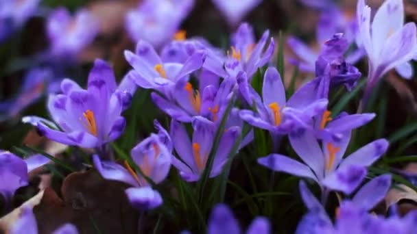 Килим з фіолетових весняних квітів у лісі — стокове відео