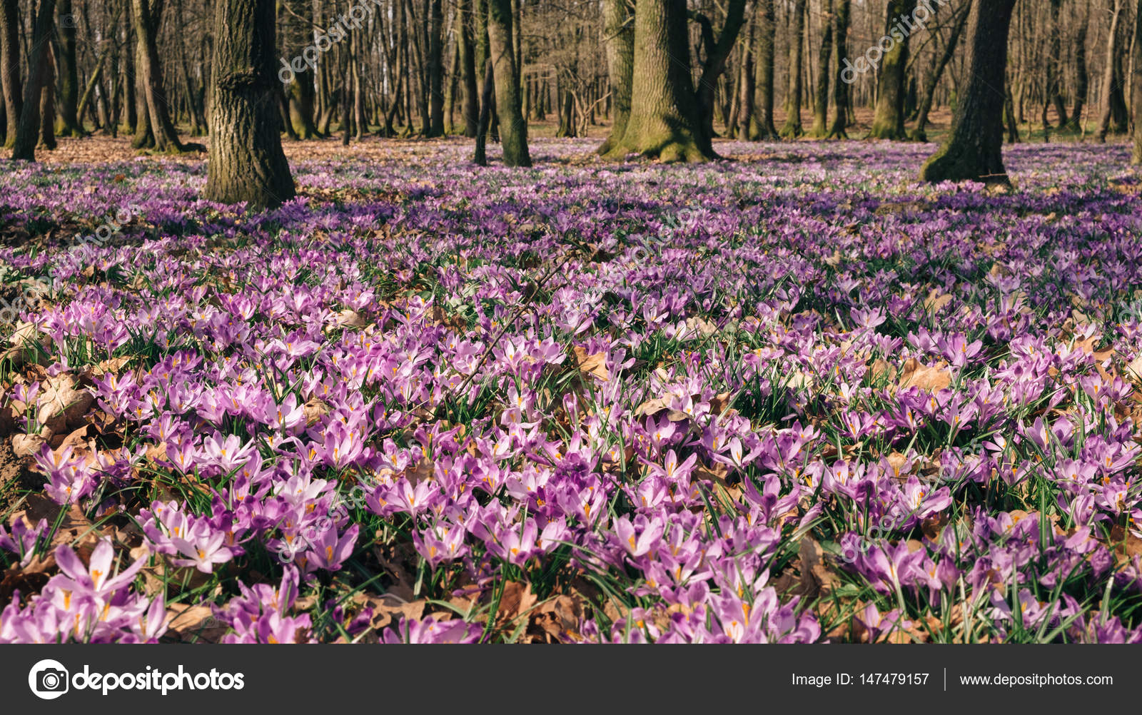 Meadow of crocus flowers in the spring forest ⬇ Stock Photo, Image by