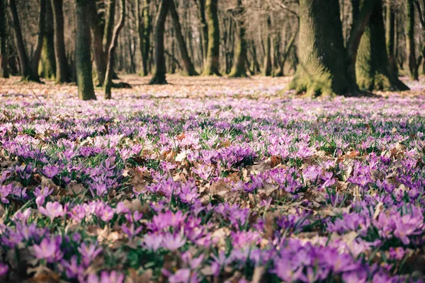 stock image Meadow of crocus flowers in the spring forest