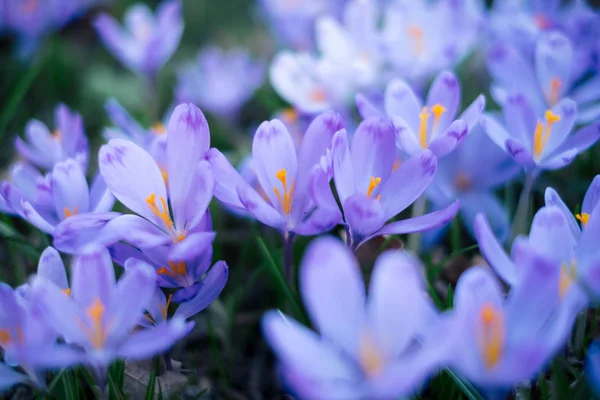 Meadow of crocus flowers in the spring forest — Stock Photo, Image