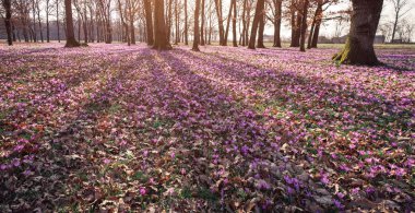 Bahar orman bitkisi çiçeği çayır
