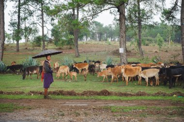 Birmanya (Asya) adam otlatmak sığır