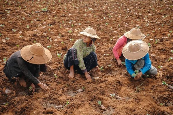 Birmanesa (asiático) pessoas que trabalham no campo da agricultura — Fotografia de Stock