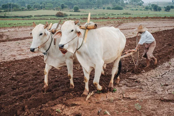 Birmanesa (asiático) pessoas que trabalham no campo da agricultura — Fotografia de Stock