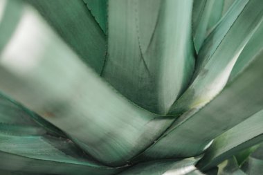 Agave bitkisinin yakın çekim