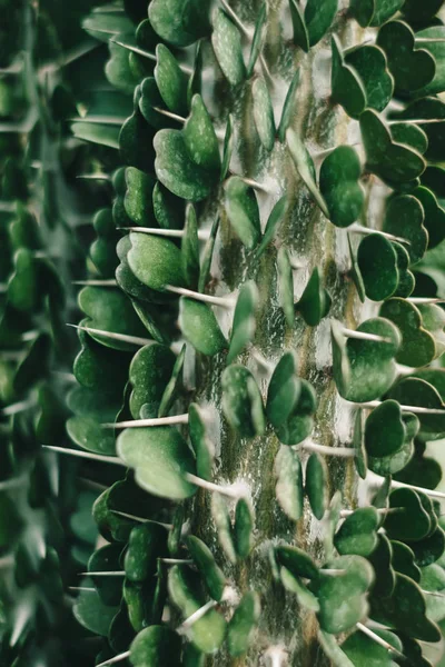 Green cactus plant — Stock Photo, Image