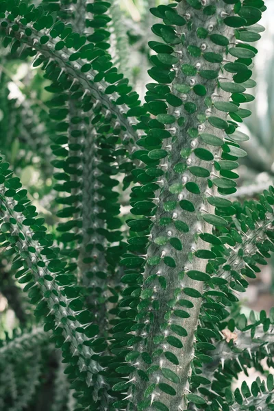 Yeşil kaktüs bitki