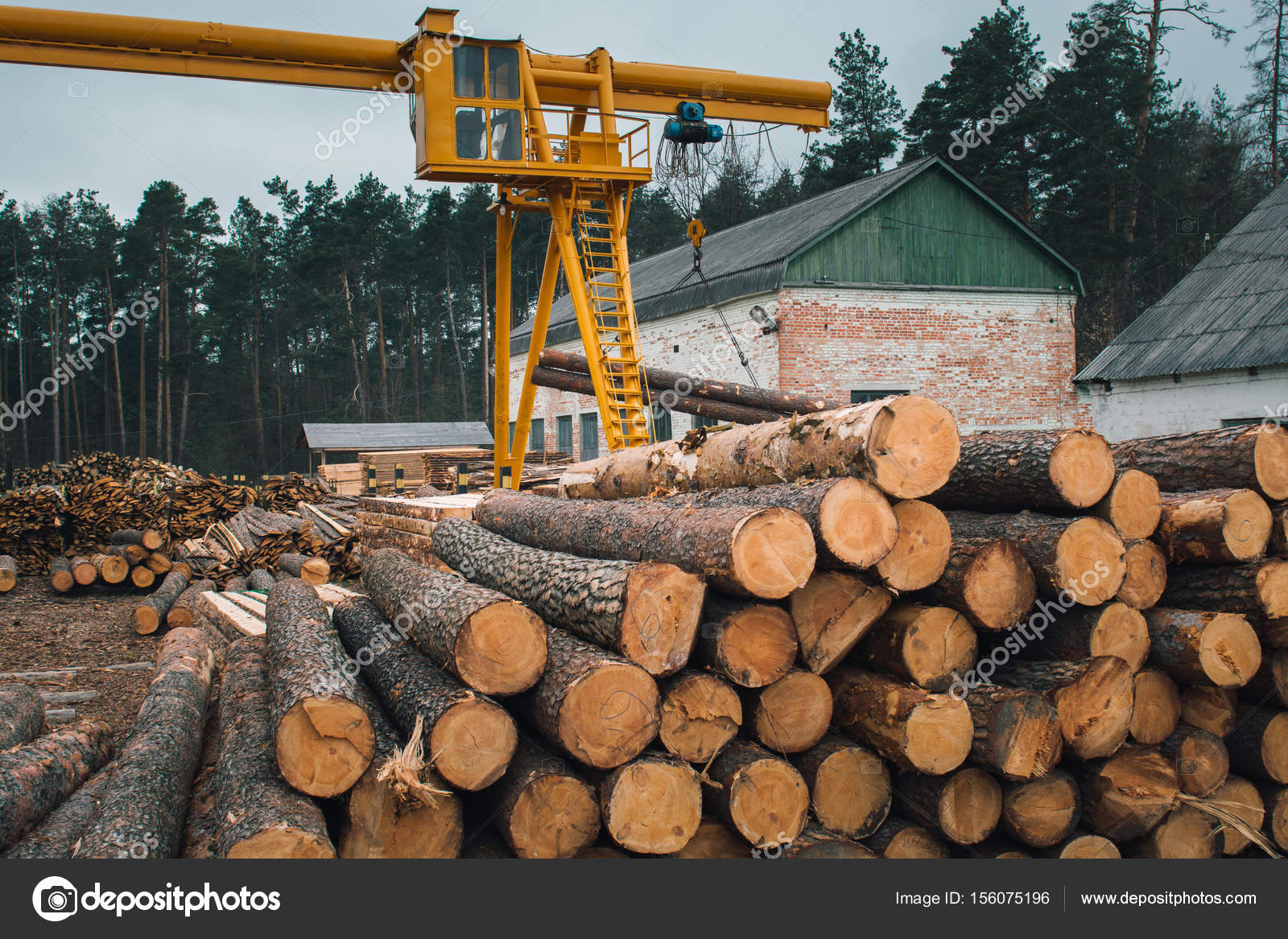 Wood logging, sorting, transportation and processing on sawmill Stock