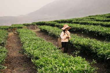 Vietnamca kız çay plantasyon Sapa bölge içinde çalışma