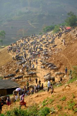 Cau bufalo pazarı Vietnam 'da
