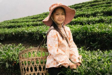 Vietnamca kız çay plantasyon Sapa bölge içinde çalışma