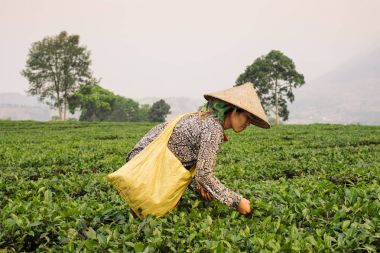 Vietnam kadın çay yaprakları Sapa plantasyon içinde toplama