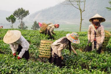 Vietnam kadın çay yaprakları Sapa plantasyon içinde toplama