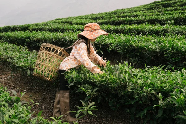 Вьетнамская девушка работает на чайной плантации в регионе Сапа — стоковое фото