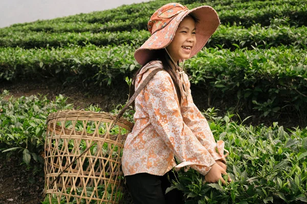 Crianças vietnamitas trabalhando na plantação de chá, Sapa — Fotografia de Stock