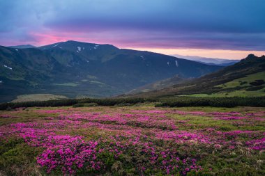 Güzel dağ manzarası ile pembe çiçek açması meadows Rho