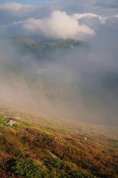 Foggy mountain landscape with blossoming rhododendron flowers — Stock Photo, Image