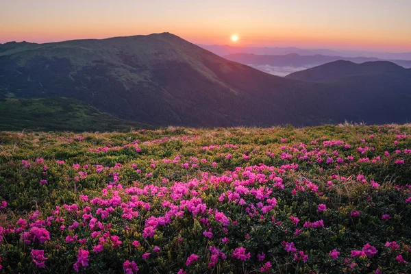 Hermoso paisaje de montaña con flor de rododendro en flor — Foto de Stock