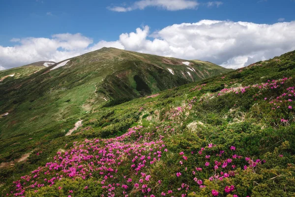 Blooming carpet of pink rhododendron flowers in green mountains — Stock Photo, Image