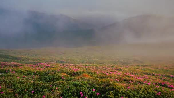 Zeitraffer nebliger Berge mit blühenden Rhododendronblüten — Stockvideo