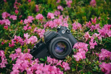 Vintage fotoğraf makinesi yeşil çimenlerin üzerinde
