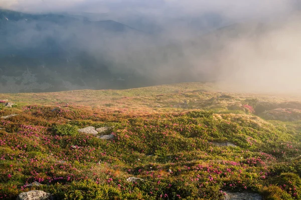 Neblige Berglandschaft mit blühenden Rhododendronblumen — Stockfoto