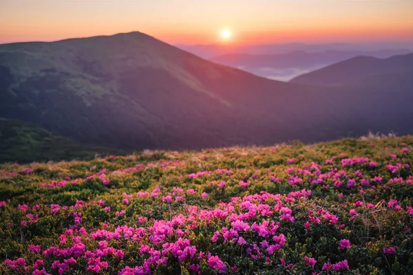 Schöne Berglandschaft mit blühenden Rhododendronblumen — Stockfoto