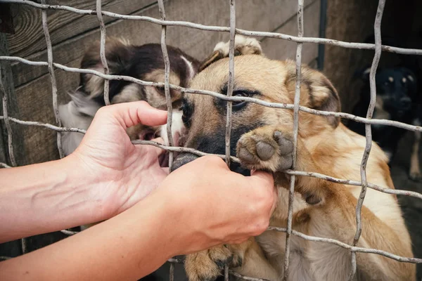 Schattig dakloze honden in het asiel dieren — Stockfoto
