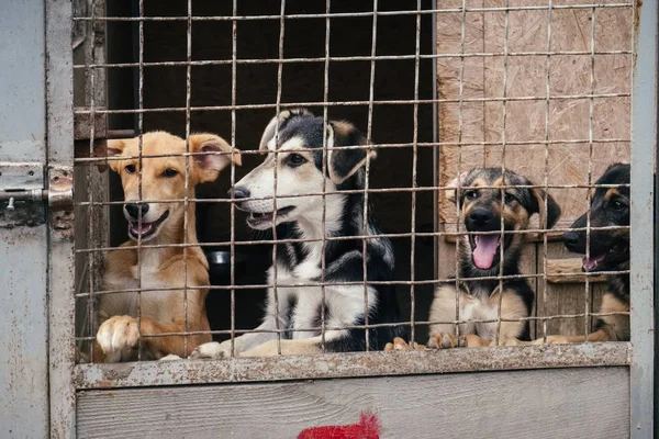 Niedliche obdachlose Hunde im Tierheim — Stockfoto