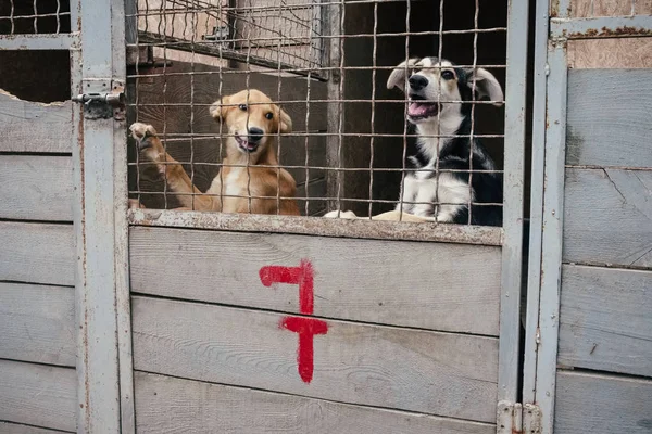 動物の避難所でかわいいホームレスの犬 — ストック写真