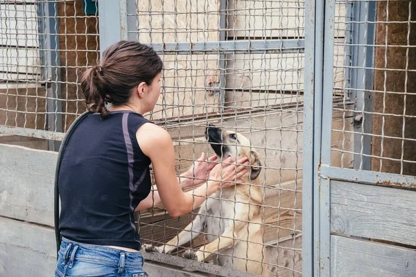 Woman play with homeless dogs in animals shelter — Stock Photo, Image