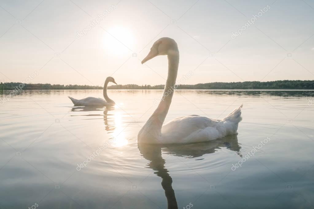 Two white swan birds on the lake at sunset